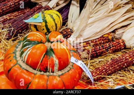 Citrouilles et maïs de différentes formes, couleurs et tailles les uns à côté des autres Banque D'Images