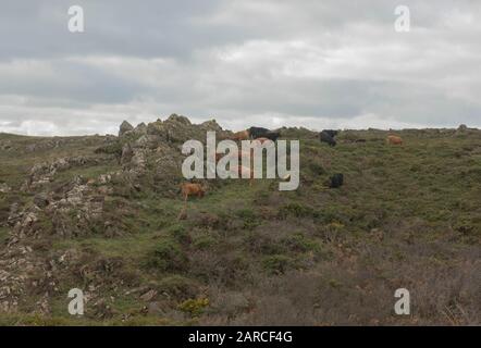 Aberdeen Angus Cattle Pacage sur Moorland sur le sentier de la côte sud-ouest par Kyance Cove dans Rural Cornwall, Angleterre, Royaume-Uni Banque D'Images