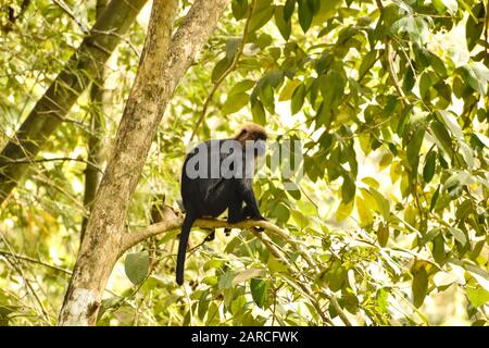 Nilgiri langur, mammifère vulnérable, singe noir Banque D'Images