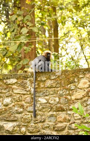 Nilgiri langur, mammifère vulnérable, singe noir Banque D'Images