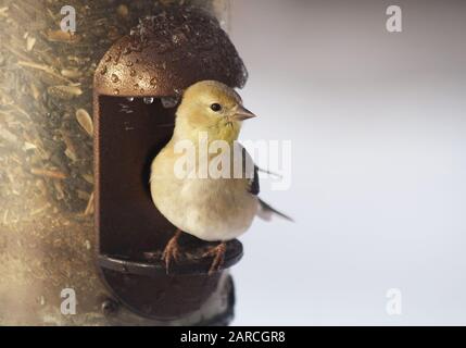 Une petite finch jaune perchée sur un oiseau en métal rempli de graines Banque D'Images
