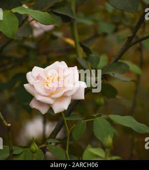 Camellia, près de la belle fleur de camellia Banque D'Images