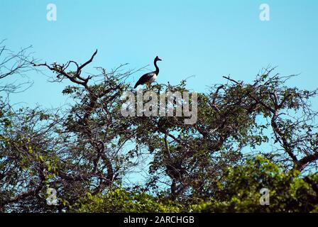 Australie, l'OIE Magpie sur l'arbre dans le parc national de Kakadu Banque D'Images