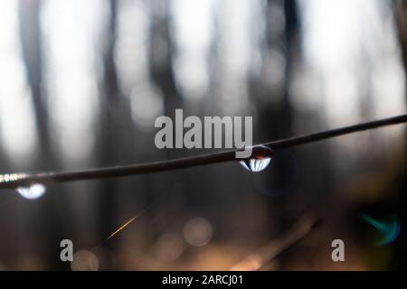Des gouttes d'eau sur la petite branche dans la forêt printemps à venir, fin d'hiver. Lumière rayons reflets et réflexion nature gros plan macro flou arrière-plan beauté, unf Banque D'Images
