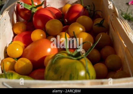 tomates jaunes, vertes et orange fraîchement récoltées dans un panier marron Banque D'Images