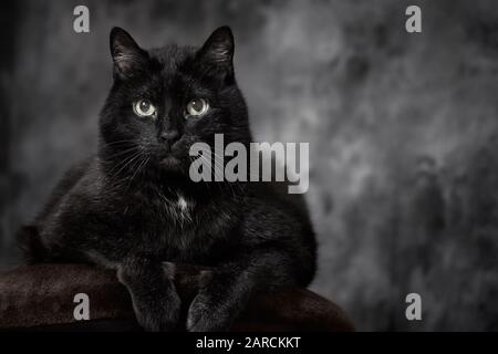 Le chat d'angora turc noir se trouve confortablement sur un oreiller marron isolé sur un fond gris foncé et texturé Banque D'Images