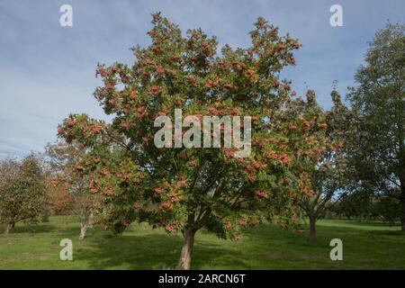 Baies roses d'un fendre de montagne à feuilles coupées ou d'un arbre de Rowan (Sorbus 'Bellona') dans un jardin à RHS Wisley dans le Surrey rural, Angleterre, Royaume-Uni Banque D'Images