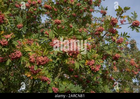 Baies roses d'un fendre de montagne à feuilles coupées ou d'un arbre de Rowan (Sorbus 'Bellona') dans un jardin à RHS Wisley dans le Surrey rural, Angleterre, Royaume-Uni Banque D'Images