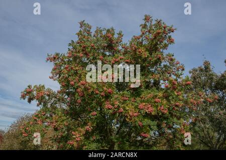 Baies roses d'un fendre de montagne à feuilles coupées ou d'un arbre de Rowan (Sorbus 'Bellona') dans un jardin à RHS Wisley dans le Surrey rural, Angleterre, Royaume-Uni Banque D'Images