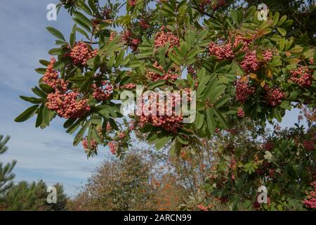 Baies roses d'un fendre de montagne à feuilles coupées ou d'un arbre de Rowan (Sorbus 'Bellona') dans un jardin à RHS Wisley dans le Surrey rural, Angleterre, Royaume-Uni Banque D'Images