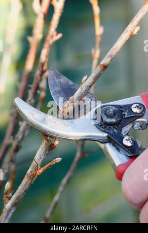 Propagation de Ribes nigrum. Prendre des boutures de bois de feuillus de brousse de fruits dormants en hiver. ROYAUME-UNI Banque D'Images