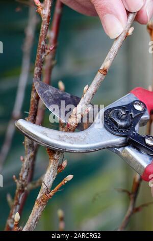 Propagation de Ribes nigrum. Faire des boutures de bois avec des sécateurs du buisson dormant de fruits de cassis en hiver. ROYAUME-UNI Banque D'Images