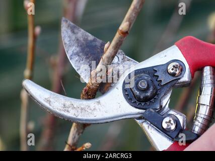 Propagation de Ribes nigrum. Faire des boutures de bois avec des sécateurs du buisson dormant de fruits de cassis en hiver. ROYAUME-UNI Banque D'Images