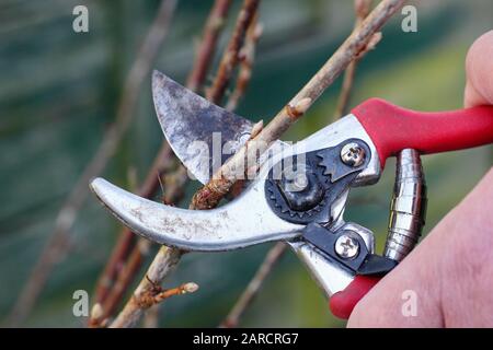 Propagation de Ribes nigrum. Faire des boutures de bois avec des sécateurs du buisson dormant de fruits de cassis en hiver. ROYAUME-UNI Banque D'Images