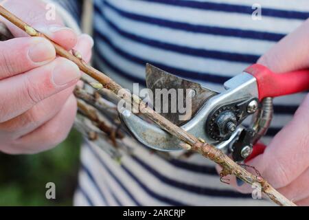 Propagation de Ribes nigrum. Prendre des boutures de cassis de bois de feuillus de brousse dormante avec des sécateurs à partir de l'hiver. ROYAUME-UNI Banque D'Images