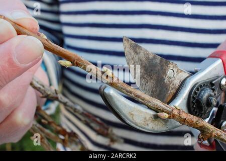 Propagation de Ribes nigrum. Faire des boutures de bois avec des sécateurs du buisson dormant de fruits de cassis en hiver. ROYAUME-UNI Banque D'Images