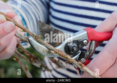 Propagation de Ribes nigrum. Prendre des boutures de cassis de bois de feuillus de brousse dormante avec des sécateurs à partir de l'hiver. ROYAUME-UNI Banque D'Images