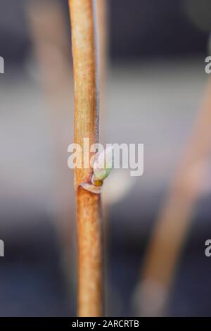 Propagation de Ribes nigrum. Prendre des boutures de bois de feuillus de brousse de fruits dormants en hiver. ROYAUME-UNI Banque D'Images