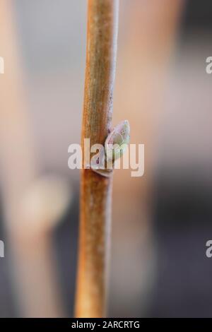 Propagation de Ribes nigrum. Prendre des boutures de bois de feuillus de brousse de fruits dormants en hiver. ROYAUME-UNI Banque D'Images