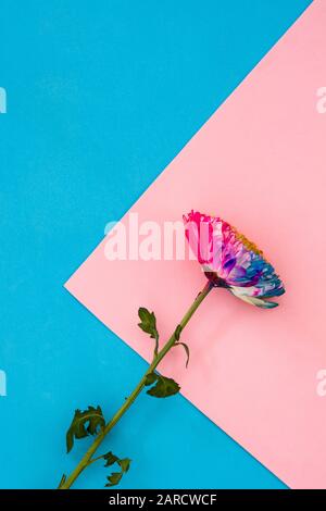 fleur de chrysanthème colorée sur fond rose et bleu. Espace de copie Banque D'Images