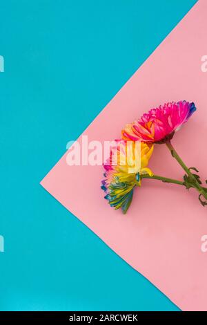 fleur de chrysanthème colorée sur fond rose et bleu. Espace de copie Banque D'Images