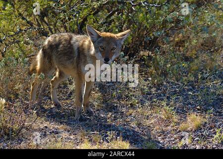 Curieux coyote dans le parc national de Big Bend, Texas USA Banque D'Images