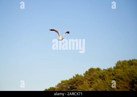 Un mouette vole sur la plage sur la mer Baltique Banque D'Images