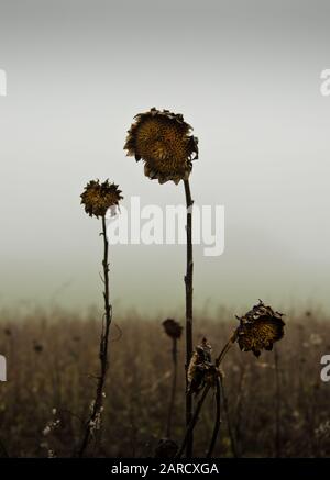 fleurs de soleil séchées et séchées sur un champ en hiver, avec des nuages brumeux en arrière-plan Banque D'Images