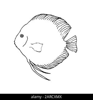 Discus poisson. Esquisse de mise en plan manuelle. Contour noir sur fond blanc. L'illustration vectorielle peut être utilisée dans les cartes de vœux, les affiches, les dépliants, les bannières, le logo, la conception supplémentaire, etc Illustration de Vecteur