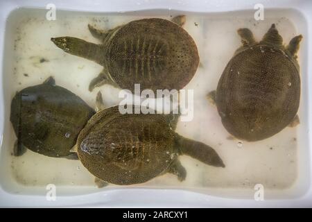 Shanghai, Chine, 26 janvier 2020, tortues vivantes à vendre sur le marché des fruits de mer, Edwin Remsberg Banque D'Images