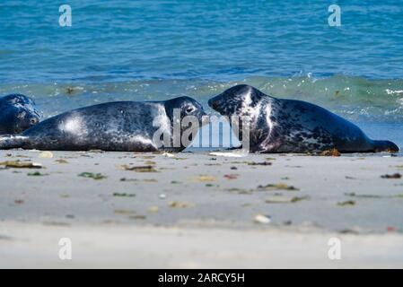 Wijd joint gris sur la plage du nord de l'île de Helgoland - Dune i- Northsea - Allemagne Banque D'Images
