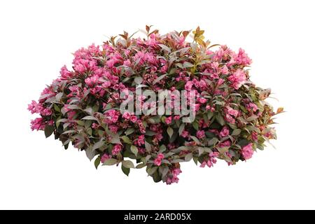 Fleurs roses , Weigela Florida isolé sur blanc Banque D'Images