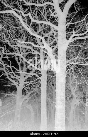 Un groupe d'arbres de chêne dans le brouillard d'hiver. Photographie prise dans les bois d'Oxfordshire, Angleterre, Royaume-Uni Banque D'Images