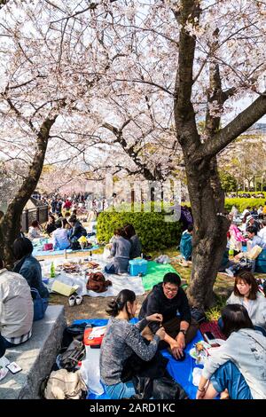 Japon, cerisiers en fleurs printanières au parc du château d'Osaka. Scène bondée de personnes en groupes ayant des fêtes sous les cerisiers en fleurs. Banque D'Images
