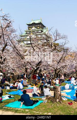 Japon, cerisiers en fleurs printanières au jardin Nishinomaru, Château d'Osaka. Scène bondée de groupes de personnes ayant des fêtes sous des cerisiers en fleurs Banque D'Images