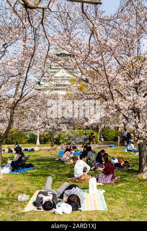 Japon, cerisiers en fleurs printanières au jardin Nishinomaru, Château d'Osaka. Scène bondée de groupes de personnes ayant des fêtes sous des cerisiers en fleurs Banque D'Images