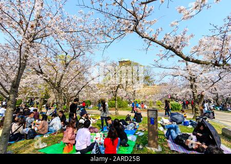 Japon, cerisiers en fleurs printanières au jardin Nishinomaru, Château d'Osaka. Scène bondée de groupes de personnes ayant des fêtes sous des cerisiers en fleurs Banque D'Images