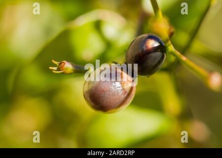 Jasminum polyanthum fruits mûrs se rapprochant en hiver. Royaume-Uni Banque D'Images