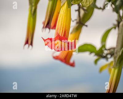 Fleurs de trompette d'Ange rouge (Brugmansia sanguinea), fleurs en forme de cloches longues. Nom officiel: Batura, stramonium. Vulcan Angel Trumpet (Brugmans) Banque D'Images