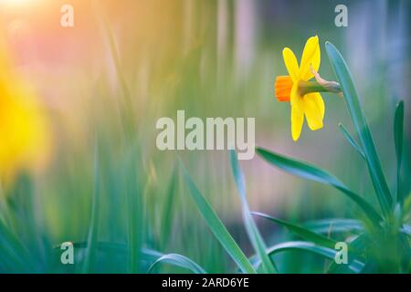 Grand Daffodil, Narcisse incomparabilis Fortune, au printemps Banque D'Images