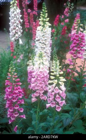 (DIGITALIS PURPUREA) FLEURS ANNUELLES ROSES ET BLANCHES FOXGLOVE EN FLEURS. Banque D'Images