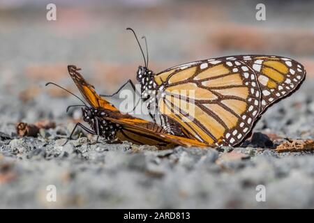 Paire de papillons monarques, Danaus plexippus, s'engageant dans un courtship au Pismo Beach Monarch Butterfly Grove, plus tard, le mâle a pris et volé aw Banque D'Images