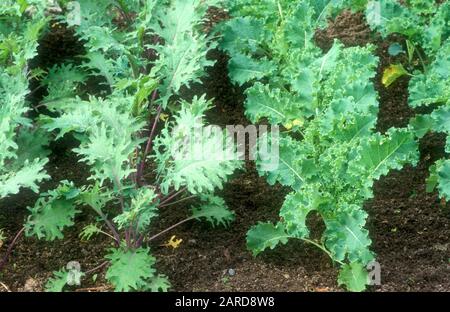 LES JEUNES KALES 'ROUGE RUSSE' 'WINTERBOR' (BRASSICA NAPUS ET OLERACEA) GRANDISSENT. Banque D'Images