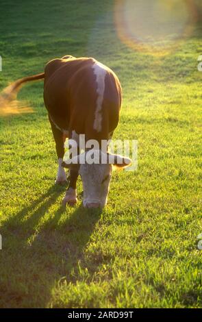 VACHE HEREFORD PAISSANT SUR DES TERRES AGRICOLES DANS LA RÉGION DE LA VALLÉE DE HAWKESBURY, NEW SOUTH WALES, AUSTRALIE Banque D'Images