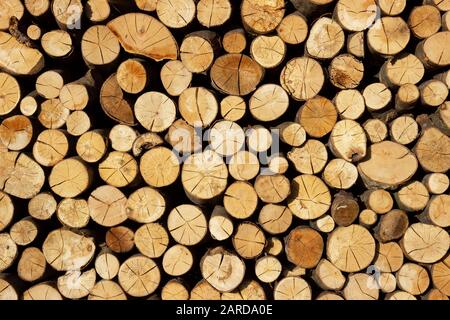 Vue avant sur un fond texturé de nombreux troncs de bois coupés en rond empilés soigneusement, montrant les anneaux d'arbre et le veinage naturel du bois Banque D'Images