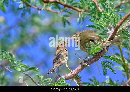 Un Finch de maison pour mineurs mendiant pour la nourriture de ses parents. Banque D'Images