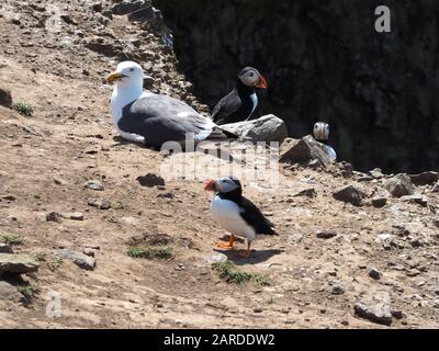 Trois macareux et un petit mouette à dos noir sur un bord de falaise, Skomer Island. Banque D'Images