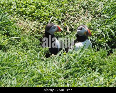 Paire de puffins, Fratercula arctica, à leur terburade sur l'île de Skomer, Pembrokeshire, ouest du Pays de Galles Banque D'Images