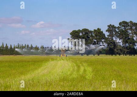 Un irrigateur agricole s'arrogue la culture en pleine croissance lorsqu'elle passe le long du champ à Canterbury, en Nouvelle-Zélande Banque D'Images