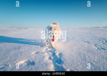 Chien sibérien blanc samoyé marchant sur le terrain enneigé Banque D'Images